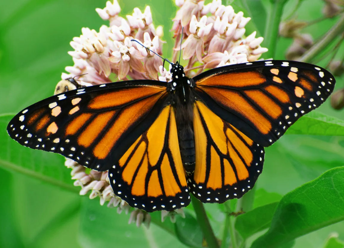 The Monarch Butterfly: A symbol of transformation and Resilience?