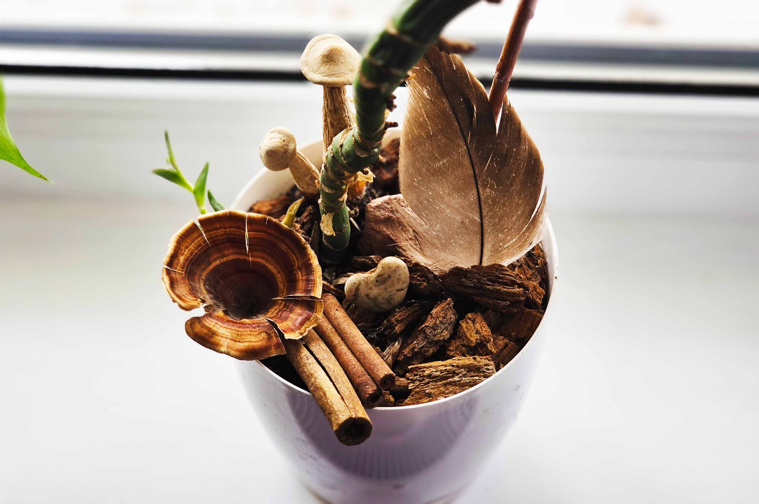 El Arte de Decorar Macetas: Micro-paisajes y Bienestar.